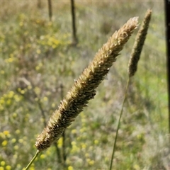 Phalaris aquatica (Phalaris, Australian Canary Grass) at Breadalbane, NSW - 20 Dec 2024 by trevorpreston