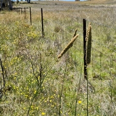 Phalaris aquatica at Breadalbane, NSW - 20 Dec 2024