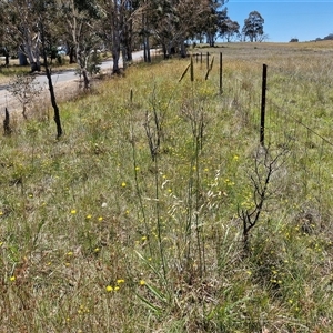 Phalaris aquatica at Breadalbane, NSW - 20 Dec 2024