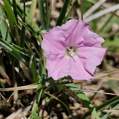 Convolvulus angustissimus subsp. angustissimus at Breadalbane, NSW - 20 Dec 2024 by trevorpreston