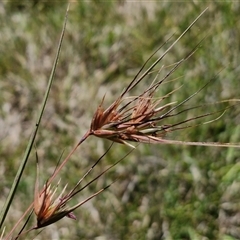 Themeda triandra (Kangaroo Grass) at Breadalbane, NSW - 20 Dec 2024 by trevorpreston