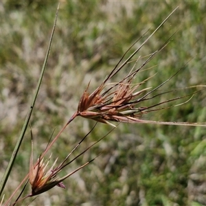 Themeda triandra at Breadalbane, NSW - 20 Dec 2024