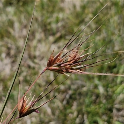 Themeda triandra (Kangaroo Grass) at Breadalbane, NSW - 20 Dec 2024 by trevorpreston