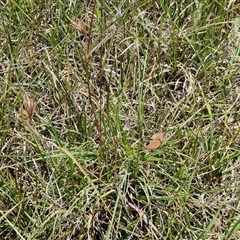 Themeda triandra at Breadalbane, NSW - 20 Dec 2024