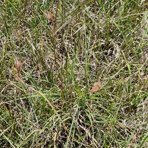 Themeda triandra at Breadalbane, NSW - 20 Dec 2024