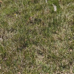 Themeda triandra at Breadalbane, NSW - 20 Dec 2024