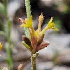 Pimelea curviflora var. sericea (Curved Riceflower) at Breadalbane, NSW - 20 Dec 2024 by trevorpreston