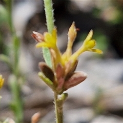 Pimelea curviflora at Breadalbane, NSW - 20 Dec 2024 by trevorpreston