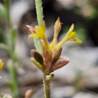 Pimelea curviflora at Breadalbane, NSW - 20 Dec 2024 by trevorpreston