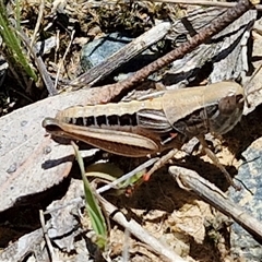 Praxibulus sp. (genus) (A grasshopper) at Breadalbane, NSW - 20 Dec 2024 by trevorpreston