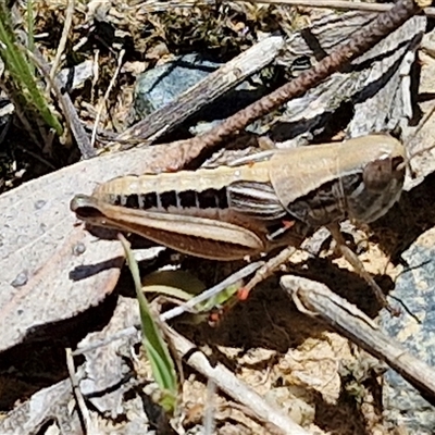 Praxibulus sp. (genus) (A grasshopper) at Breadalbane, NSW - 20 Dec 2024 by trevorpreston