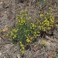 Tricoryne elatior (Yellow Rush Lily) at Breadalbane, NSW - 20 Dec 2024 by trevorpreston