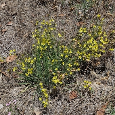 Tricoryne elatior (Yellow Rush Lily) at Breadalbane, NSW - 20 Dec 2024 by trevorpreston