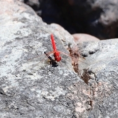 Unidentified Dragonfly (Anisoptera) at Rocky Creek, NSW - 20 Dec 2024 by JimL