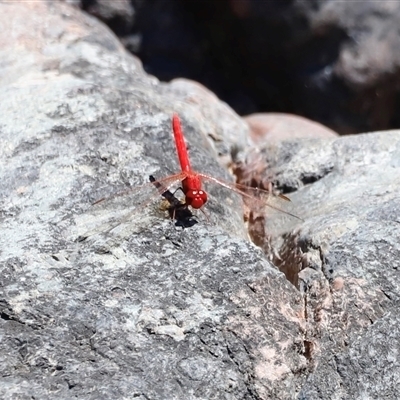 Unidentified Dragonfly (Anisoptera) at Rocky Creek, NSW - 20 Dec 2024 by JimL