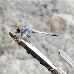 Orthetrum caledonicum (Blue Skimmer) at Rocky Creek, NSW - 20 Dec 2024 by JimL