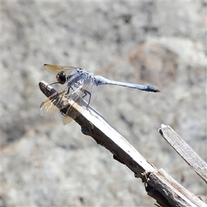 Orthetrum caledonicum at Rocky Creek, NSW - 20 Dec 2024 12:15 PM