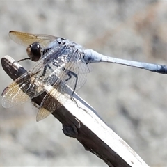 Orthetrum caledonicum at Rocky Creek, NSW - 20 Dec 2024 12:15 PM
