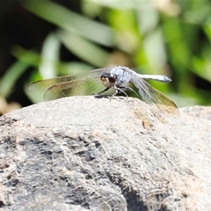 Orthetrum caledonicum at Rocky Creek, NSW - 20 Dec 2024 12:15 PM