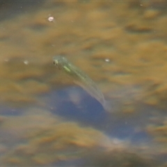 Galaxias sp. (genus) at Rocky Creek, NSW - 20 Dec 2024 by JimL