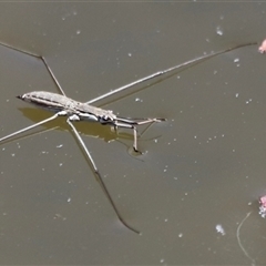 Gerridae (family) at Rocky Creek, NSW - 20 Dec 2024 by JimL