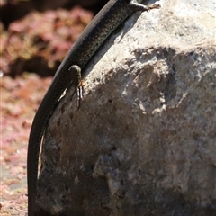 Unidentified Skink at Rocky Creek, NSW - 20 Dec 2024 by JimL