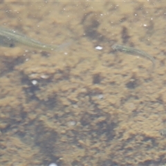 Galaxias sp. (genus) at Rocky Creek, NSW - 20 Dec 2024 by JimL