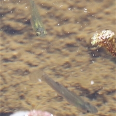 Gambusia holbrooki at Rocky Creek, NSW - 20 Dec 2024 11:28 AM