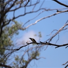 Entomyzon cyanotis (Blue-faced Honeyeater) at Myall Creek, NSW - 20 Dec 2024 by JimL