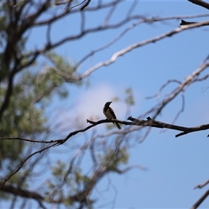 Entomyzon cyanotis at Myall Creek, NSW - 20 Dec 2024