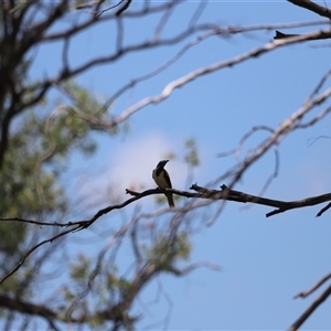 Entomyzon cyanotis at Myall Creek, NSW - 20 Dec 2024