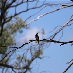 Entomyzon cyanotis at Myall Creek, NSW - 20 Dec 2024