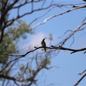 Entomyzon cyanotis at Myall Creek, NSW - 20 Dec 2024