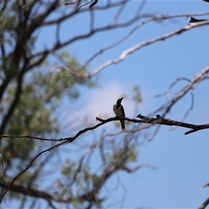 Entomyzon cyanotis at Myall Creek, NSW - 20 Dec 2024