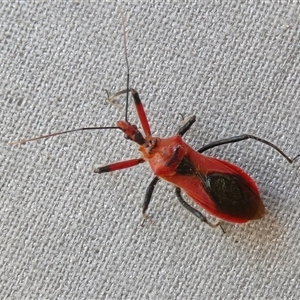 Gminatus australis at Yass River, NSW - 20 Dec 2024