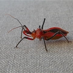 Gminatus australis at Yass River, NSW - 20 Dec 2024