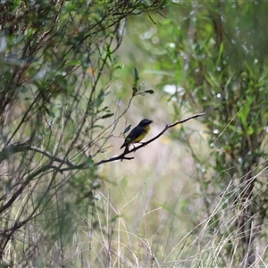 Eopsaltria australis at Myall Creek, NSW - 20 Dec 2024