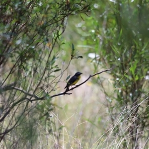 Eopsaltria australis at Myall Creek, NSW - 20 Dec 2024