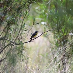 Eopsaltria australis at Myall Creek, NSW - 20 Dec 2024 01:13 PM