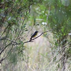 Eopsaltria australis at Myall Creek, NSW - 20 Dec 2024