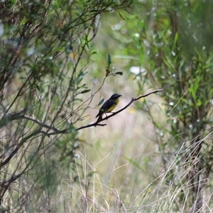 Eopsaltria australis at Myall Creek, NSW - 20 Dec 2024