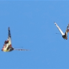 Delias aganippe (Spotted Jezebel) at Kaputar, NSW - 19 Dec 2024 by JimL