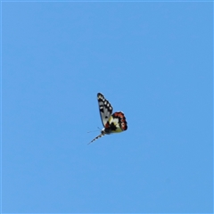 Delias aganippe at Kaputar, NSW - 19 Dec 2024 12:27 PM