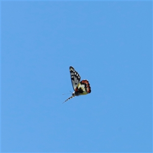 Delias aganippe at Kaputar, NSW - 19 Dec 2024 12:27 PM