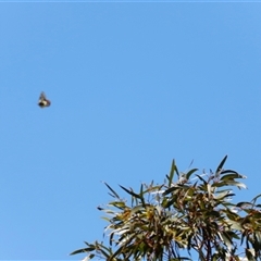 Delias aganippe at Kaputar, NSW - 19 Dec 2024 12:27 PM