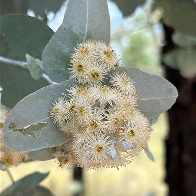 Eucalyptus sp. at Myall Creek, NSW - 20 Dec 2024 by JimL