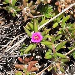 Unidentified Plant at Rocky Creek, NSW - 20 Dec 2024 by JimL