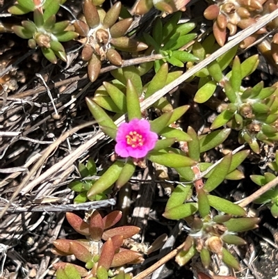 Portulaca pilosa at Rocky Creek, NSW - 20 Dec 2024 by JimL
