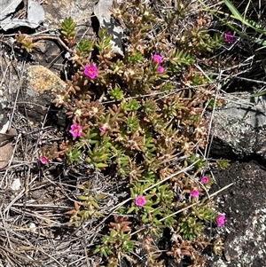 Portulaca pilosa at Rocky Creek, NSW - 20 Dec 2024 11:07 AM