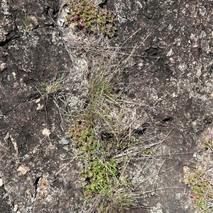 Portulaca pilosa at Rocky Creek, NSW - 20 Dec 2024 11:07 AM